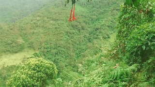 Колумбийки токойдо лижут бири-бирине тилдер жана трахаются менен незнакомцами ордуна финансылык жардам.