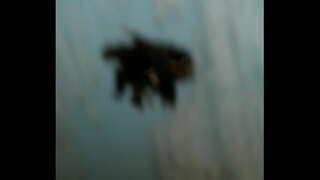 ���್ಯಾಟಿನ್ apy ಕ್ಯಾಮ್ ಈಕ್ವೆಡಾರ್ . centro historico putas ecuatorianas